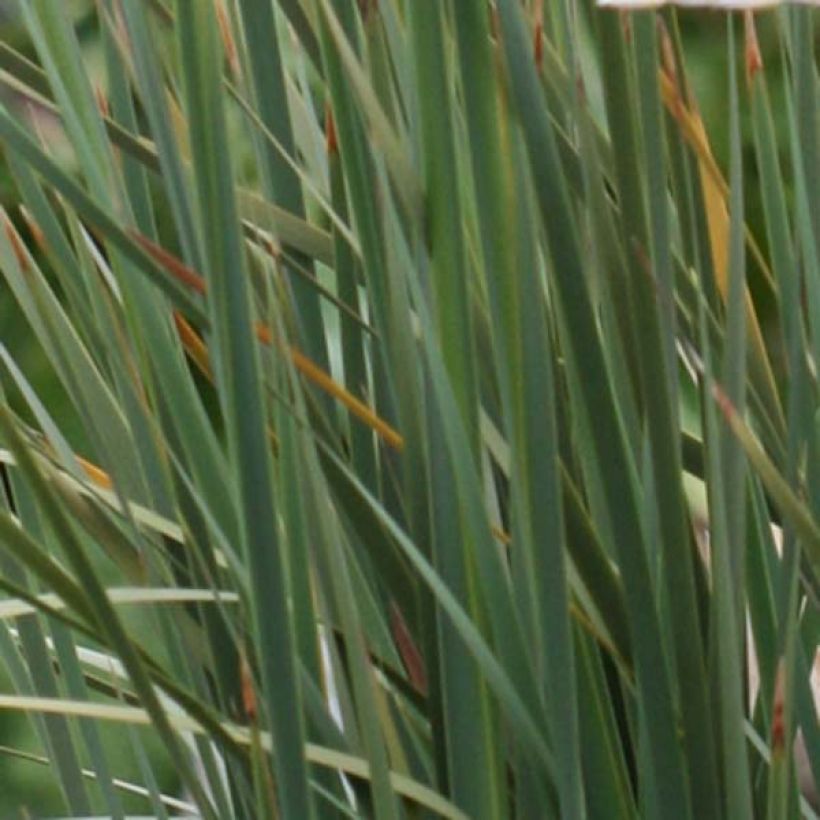 Dierama pulcherrimum (Foliage)