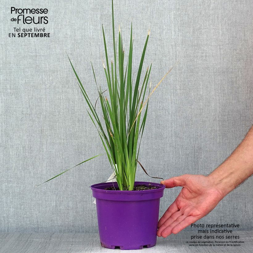 Dierama pendulum var. robustum Blackberry Bells 2L/3L pot sample as delivered in summer