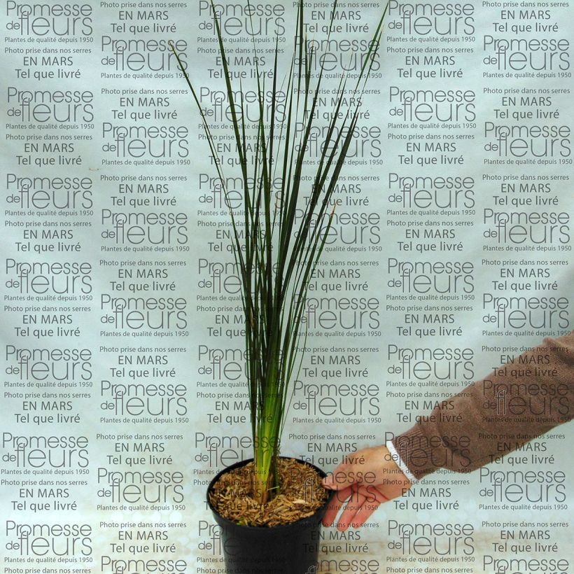 Example of Dierama Guinevere 2L/3L pot specimen as delivered