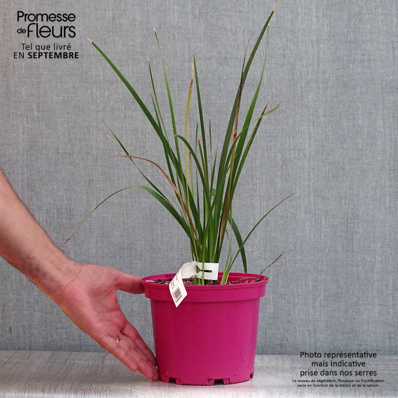 Dierama erectum Pink Rocket 2L/3L pot sample as delivered in summer