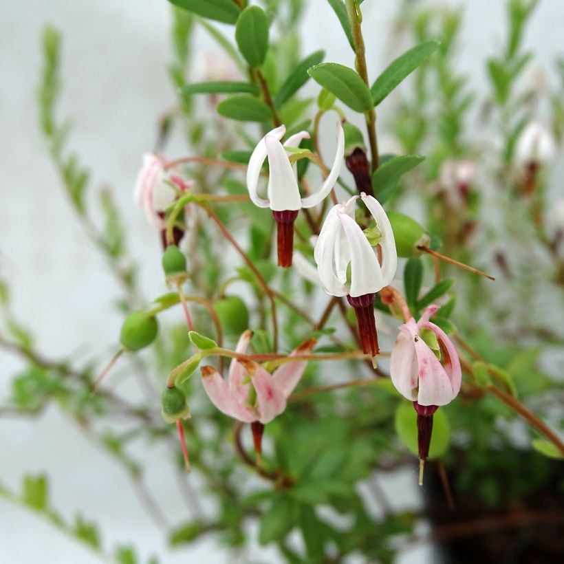 Vaccinium macrocarpon Pilgrim - Cranberry (Flowering)