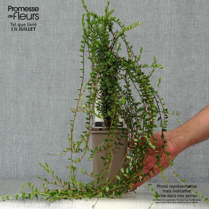 Cranberry - Vaccinium macrocarpon 1.5L/2L pot, Bush sample as delivered in summer
