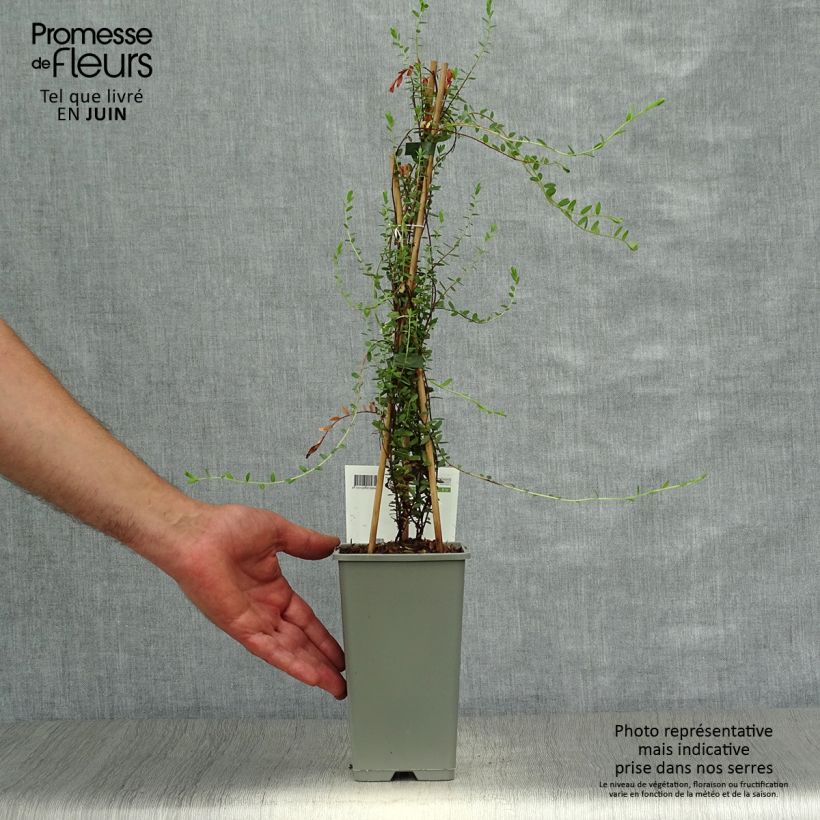 Vaccinium Early Black - Cranberry 1.5L/2L pot, Bush sample as delivered in summer