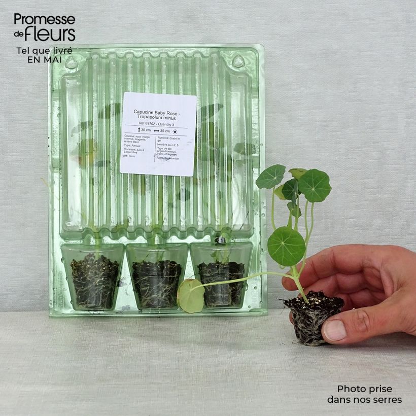 Tropaeolum Baby Rose - Nasturtium Plug plant 3/4cm sample as delivered in spring