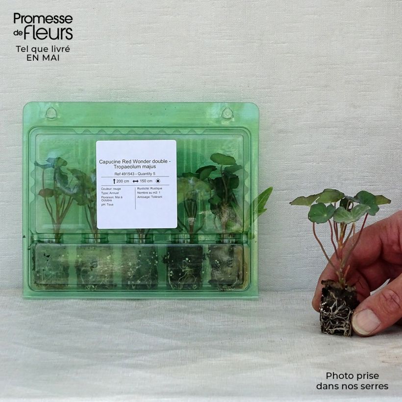 Tropaeolum majus 'Red Wonder' Plug plant 1.5/2.5 cm sample as delivered in spring