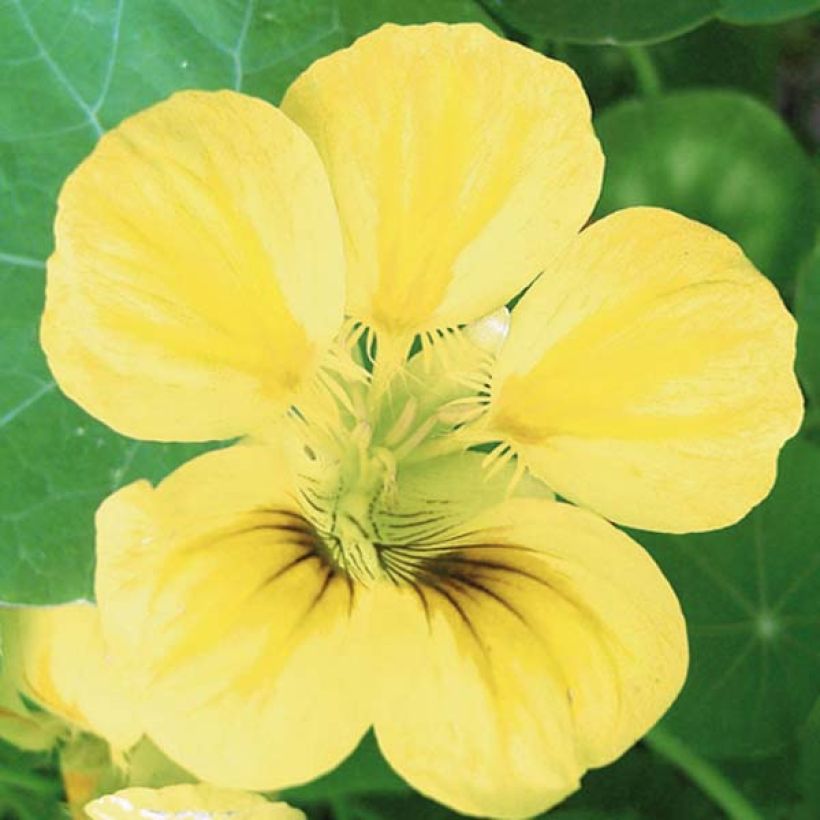 Tropaeolum ciliatum - Yellow Flame Flower (Flowering)