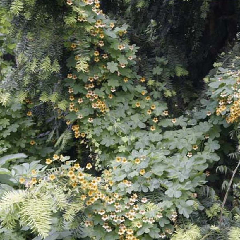 Tropaeolum ciliatum - Yellow Flame Flower (Plant habit)