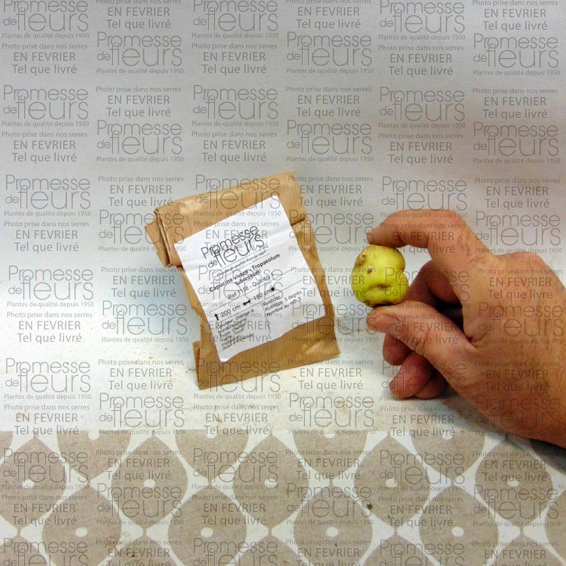 Example of Tropaeolum tuberosum  Bulb specimen as delivered