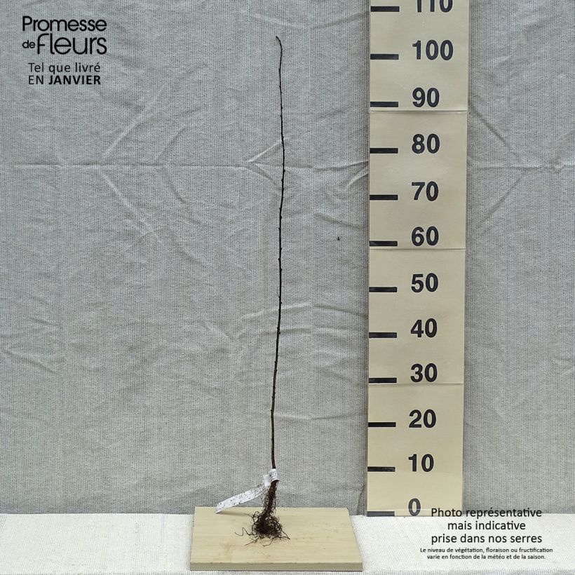 Caragana arborescens Bare root sample as delivered in winter