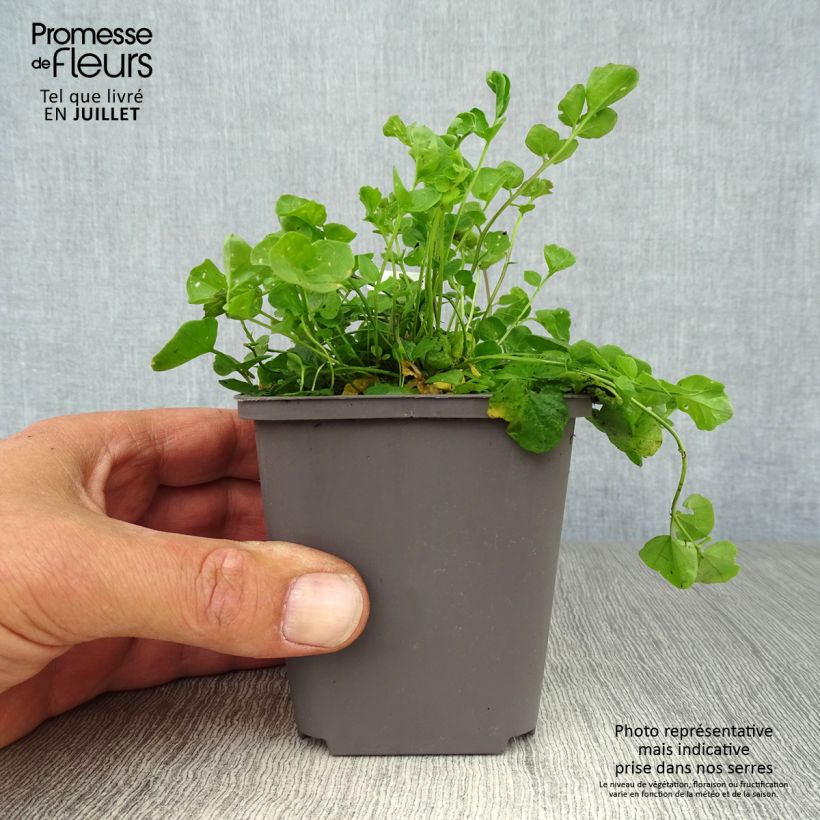 Cardamine pratensis 8/9 cm pot sample as delivered in summer