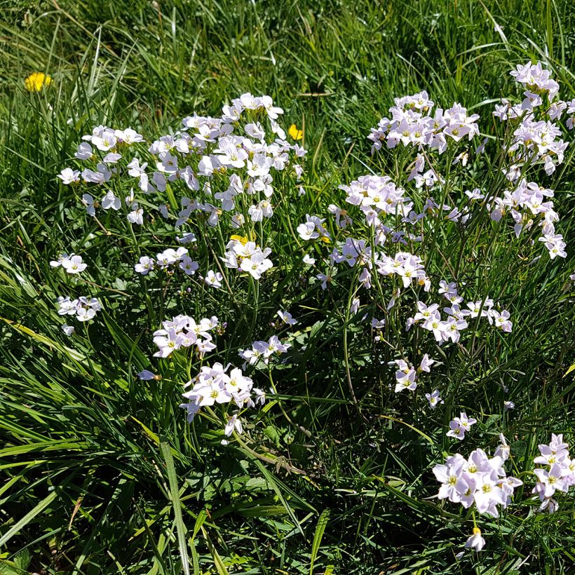 Cardamine pratensis (Plant habit)