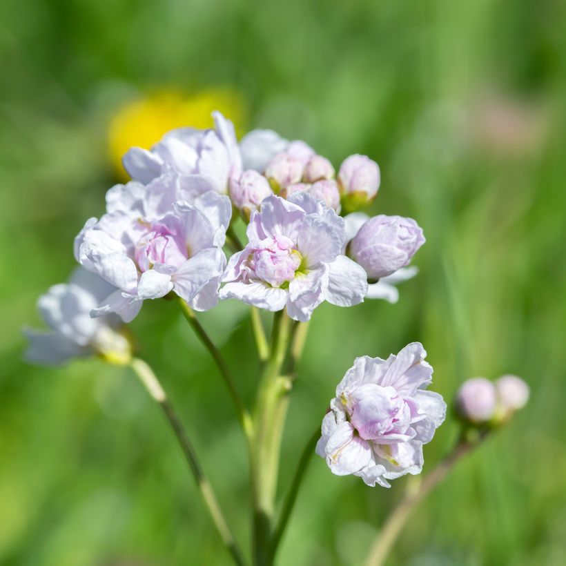 Cardamine pratensis Flore Pleno (Flowering)