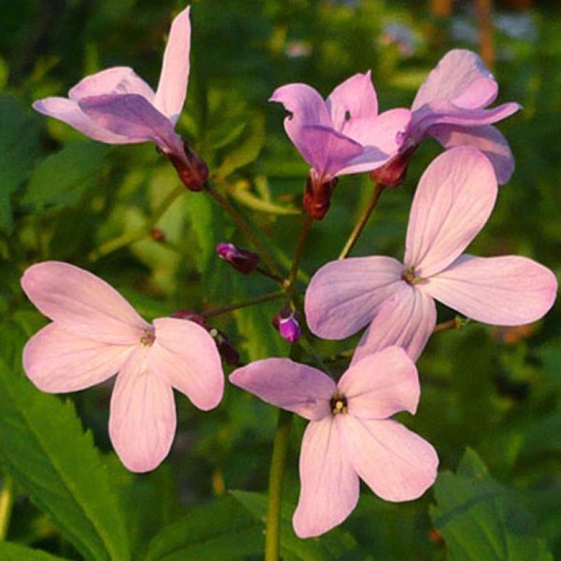 Cardamine quinquefolia (Flowering)