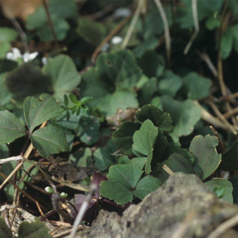 Cardamine trifolia (Foliage)