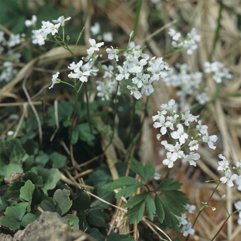 Cardamine trifolia (Plant habit)