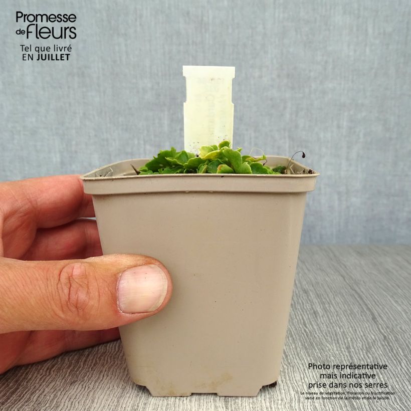 Cardamine trifolia 8/9 cm pot sample as delivered in summer