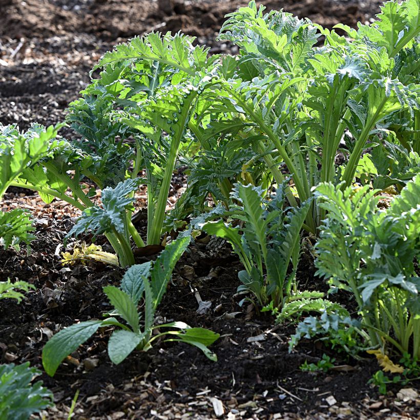 Cardoon D'Alger - Cynara cardunculus (Plant habit)