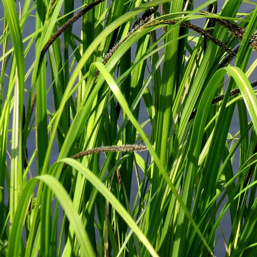 Carex acutiformis (Foliage)