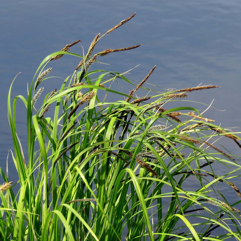 Carex acutiformis (Plant habit)