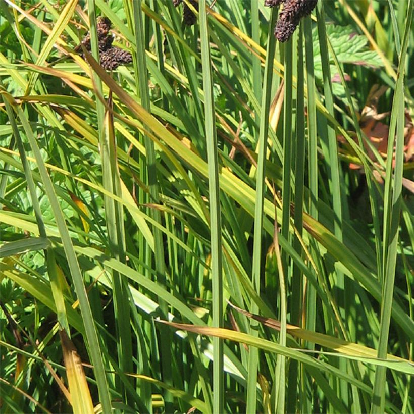 Carex atrata (Foliage)