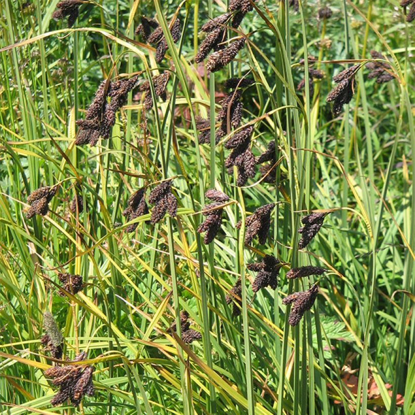 Carex atrata (Flowering)