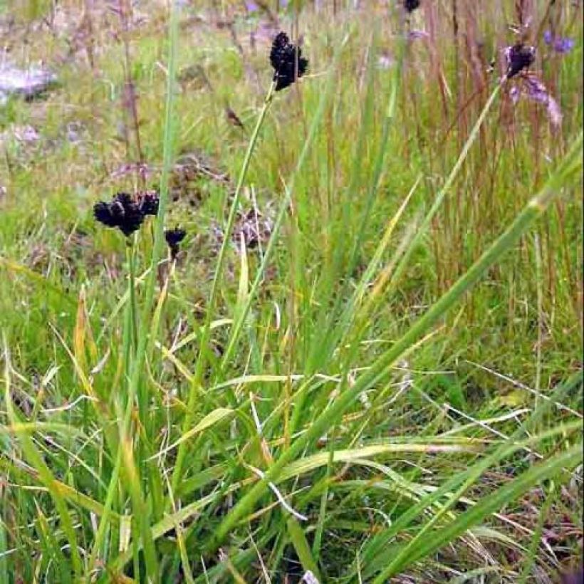 Carex atrata (Plant habit)
