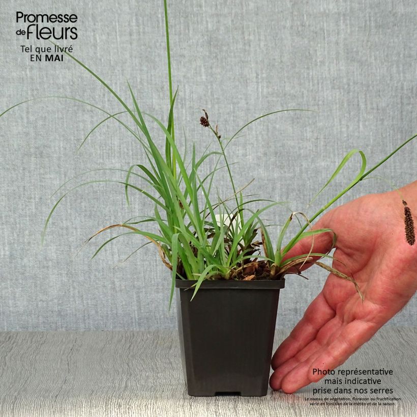 Carex atrata 8/9 cm pot sample as delivered in spring