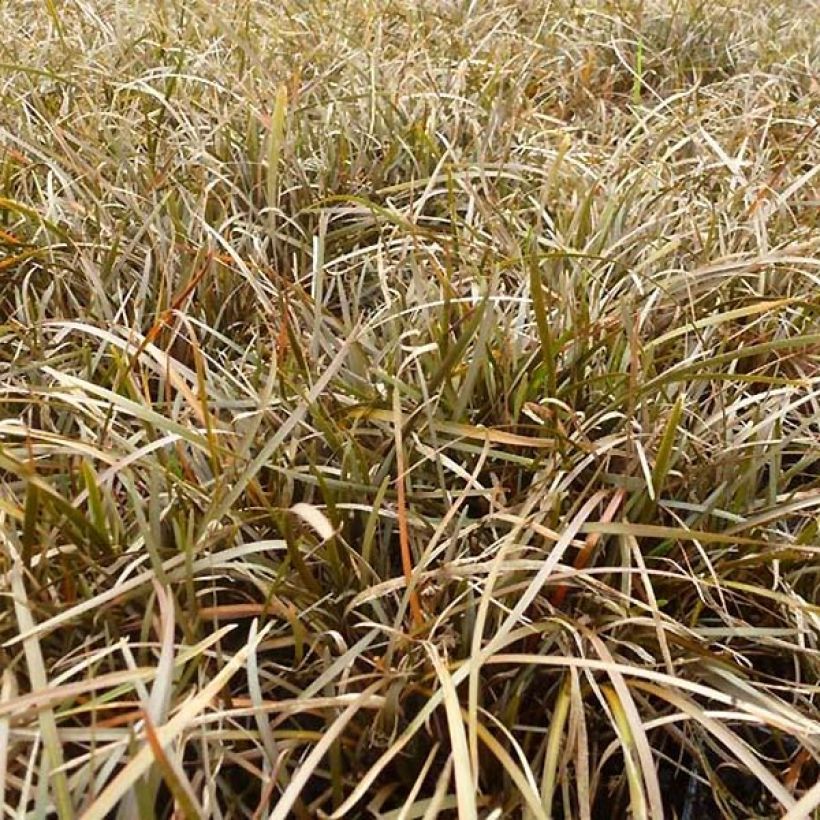 Carex berggrenii (Foliage)