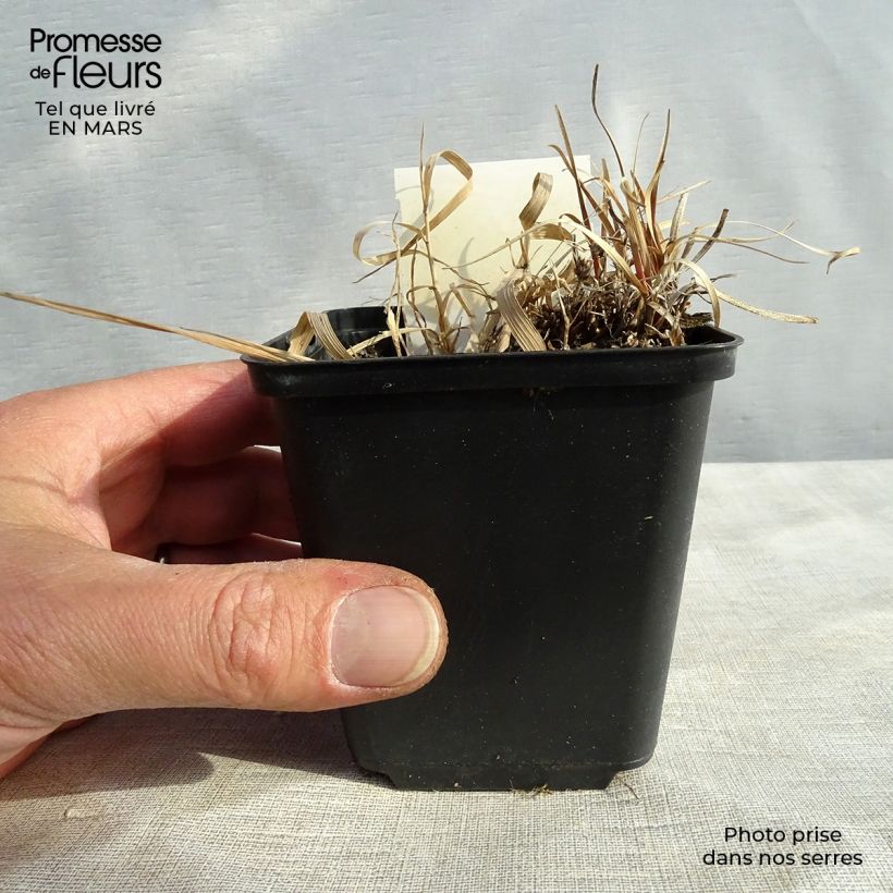 Carex berggrenii 8/9 cm pot sample as delivered in spring