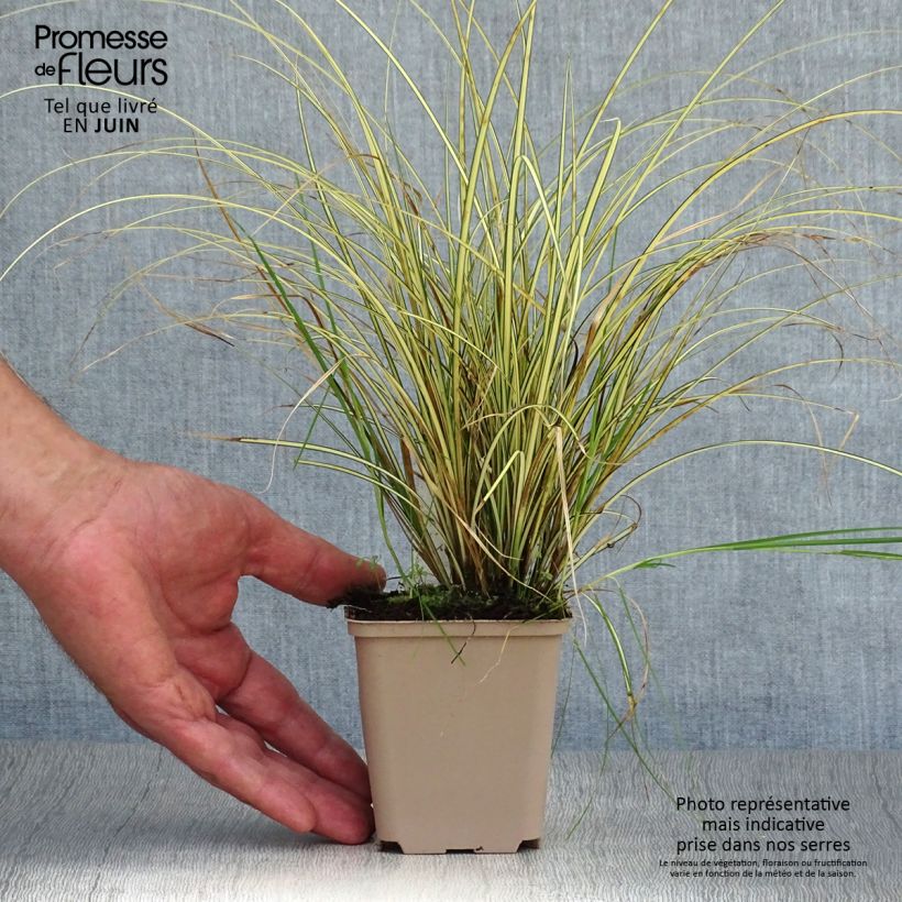 Carex brunnea Jenneke 8/9 cm pot sample as delivered in summer