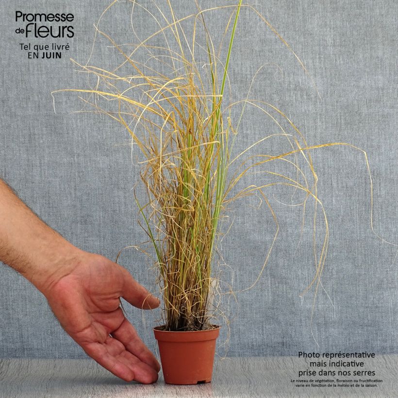 Carex brunnea Variegata 8/9 cm pot sample as delivered in summer