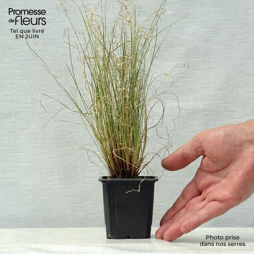 Carex buchananii Viridis 8/9 cm pot sample as delivered in summer