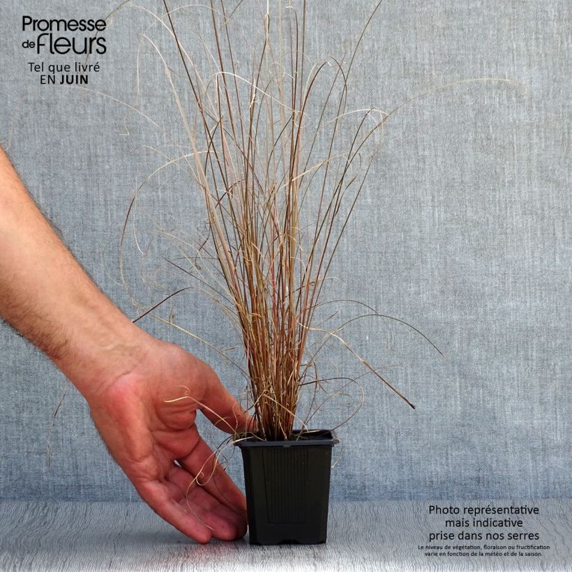 Carex buchananii 8/9 cm pot sample as delivered in summer