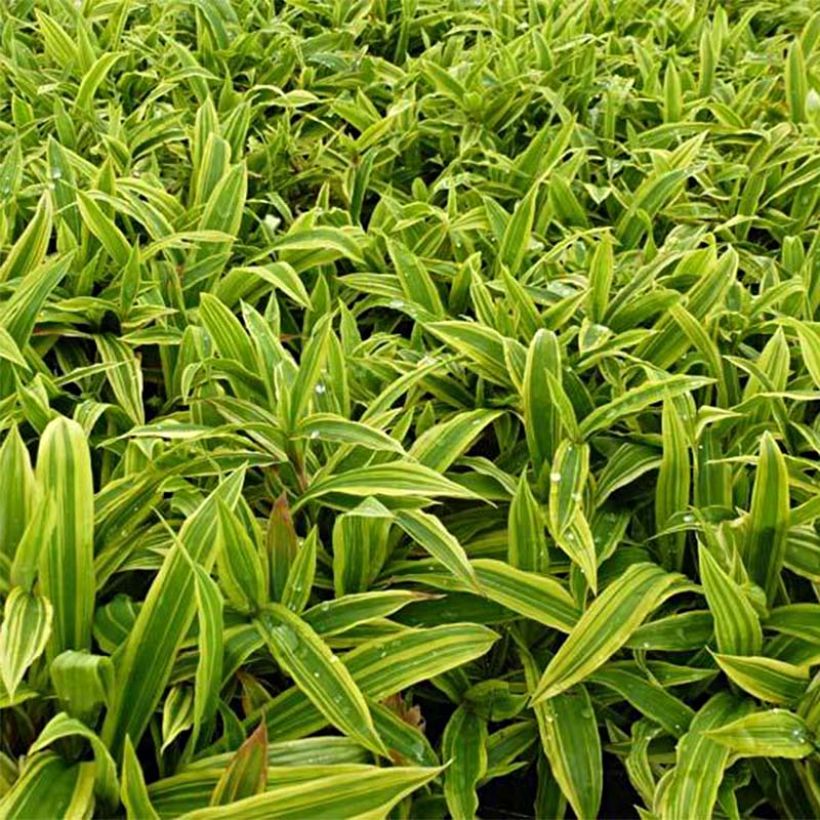 Carex ciliatomarginata Shima Nishiki (Foliage)