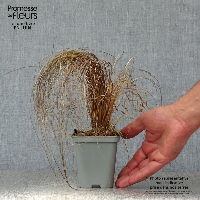 Carex comans Bronze Form 8/9 cm pot sample as delivered in summer