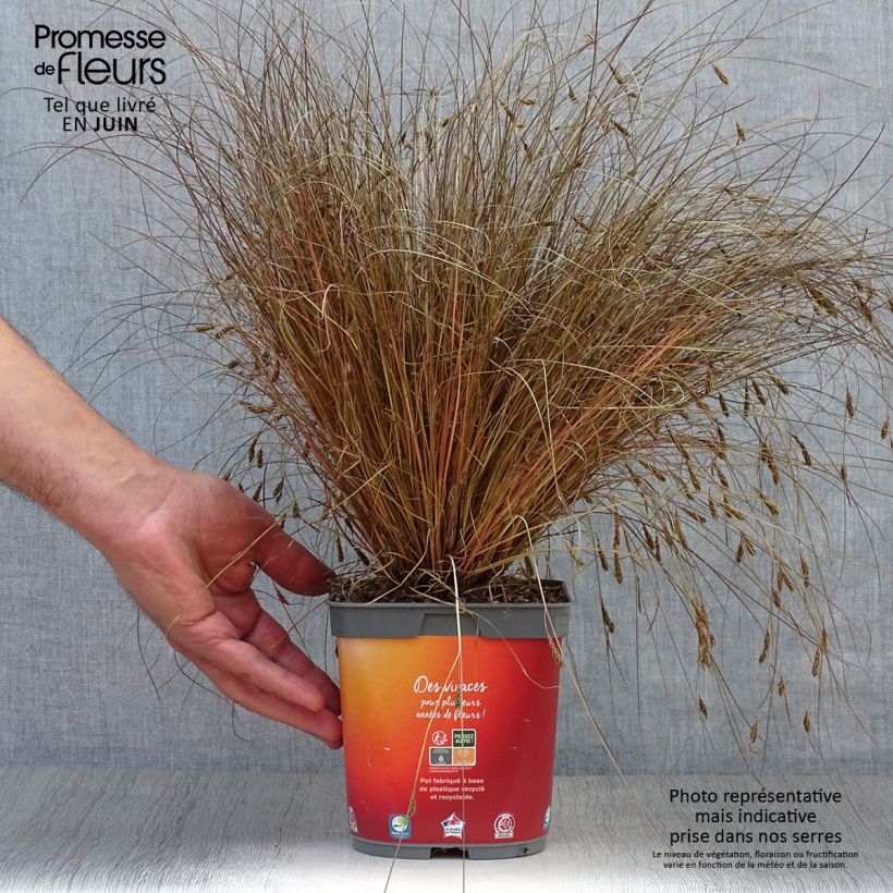 Carex comans Bronze Form 2L/3L pot sample as delivered in summer