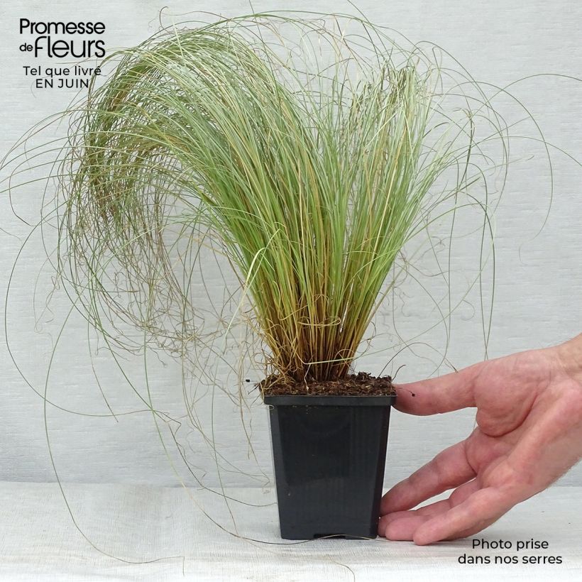 Carex comans Frosted Curls 8/9 cm pot sample as delivered in summer