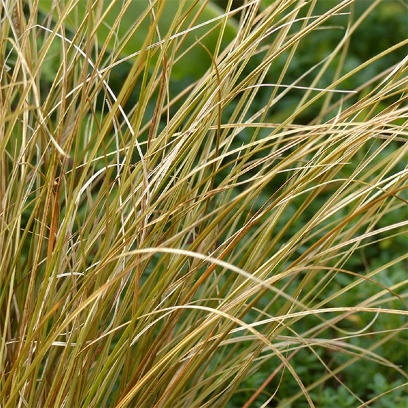 Carex comans Milk Chocolate (Foliage)