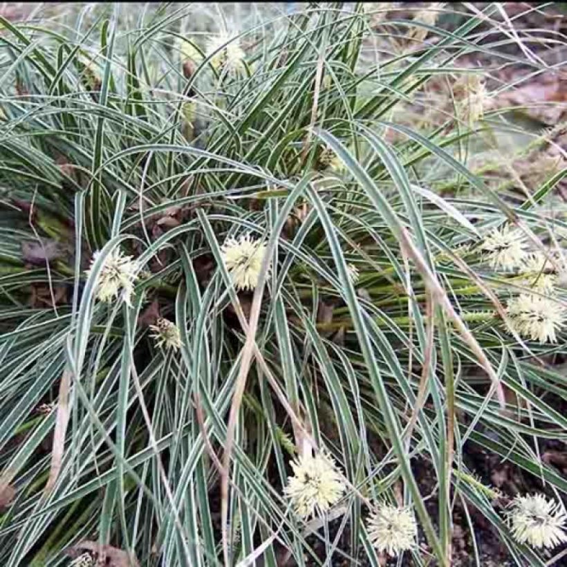 Carex conica Snowline (Plant habit)