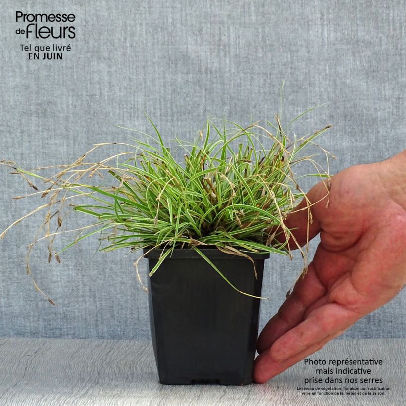 Carex conica Snowline 8/9 cm pot sample as delivered in summer