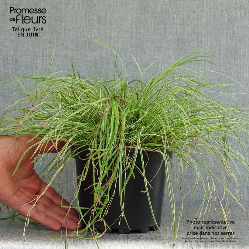 Carex conica Snowline 2L/3L pot sample as delivered in summer