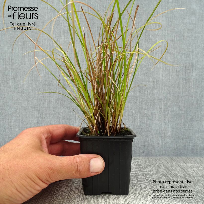 Carex dipsacea 8/9 cm pot sample as delivered in summer