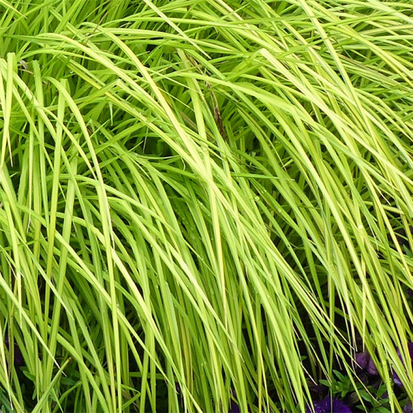 Carex elata Aurea (Foliage)