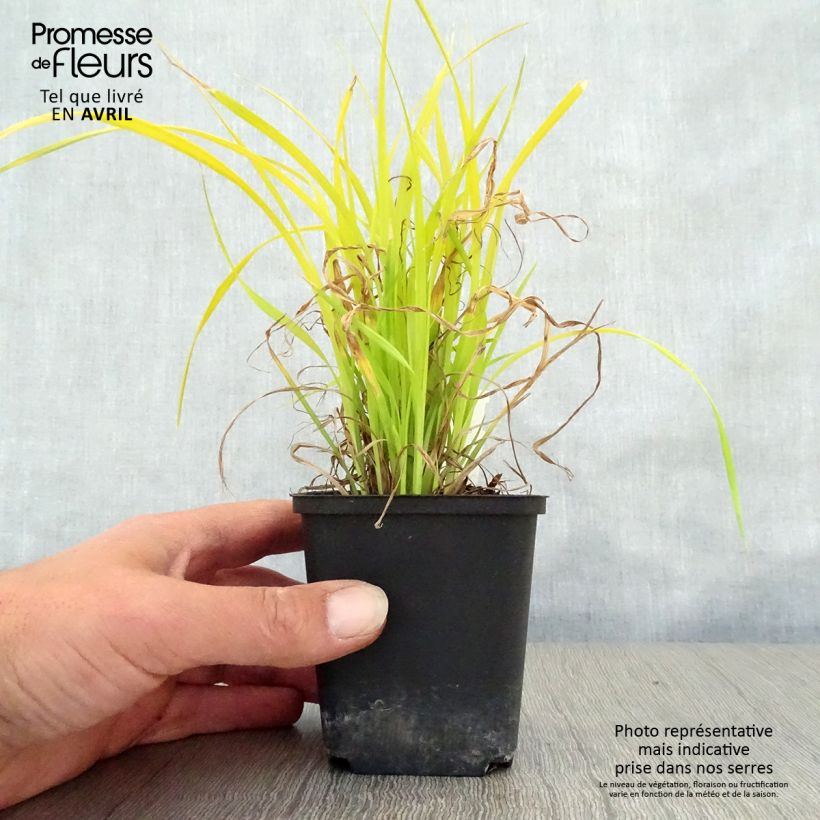 Carex elata Aurea sample as delivered in spring