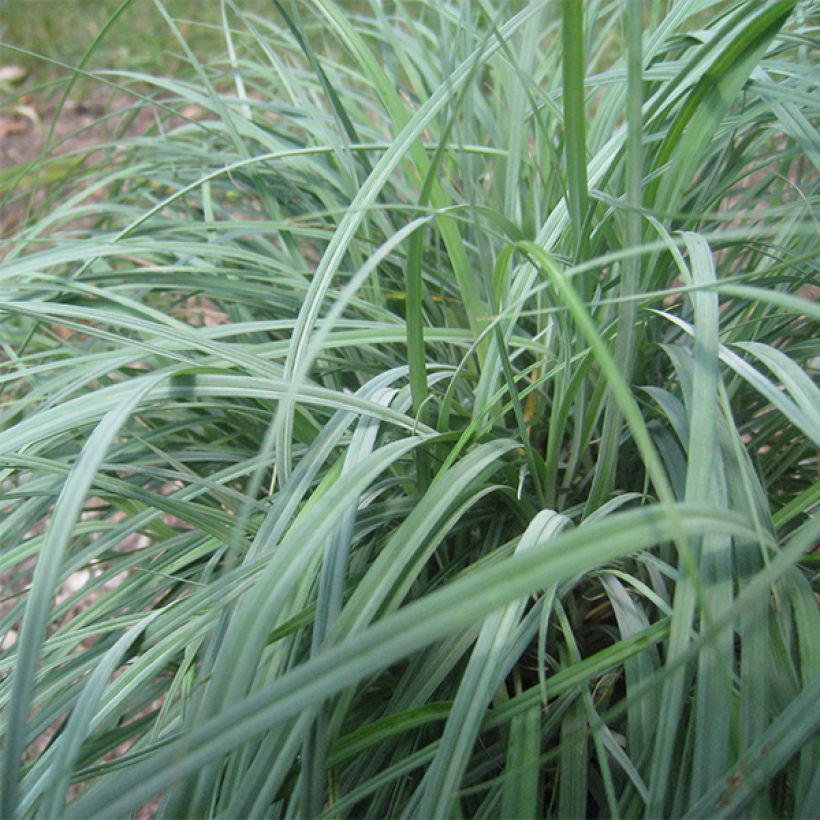 Carex flacca (Foliage)