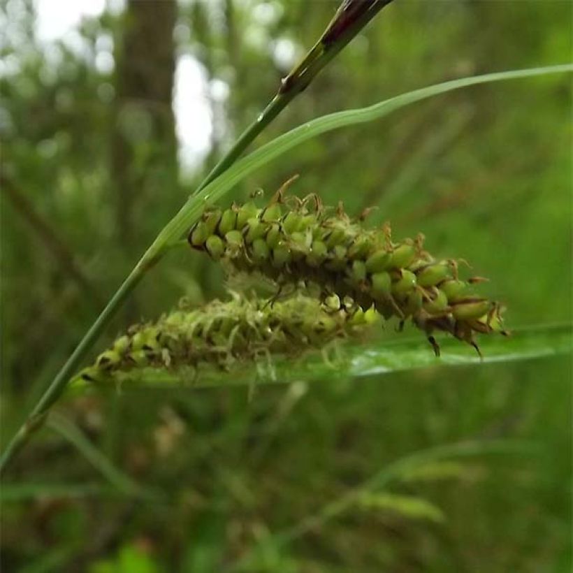 Carex flacca (Flowering)