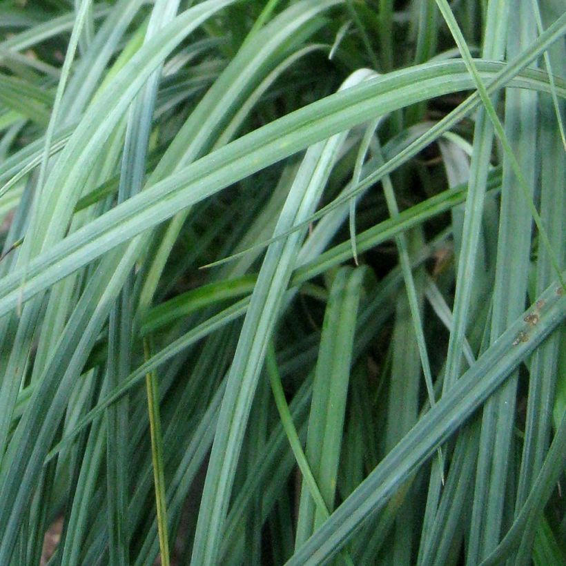 Carex flacca Blue Zinger (Foliage)