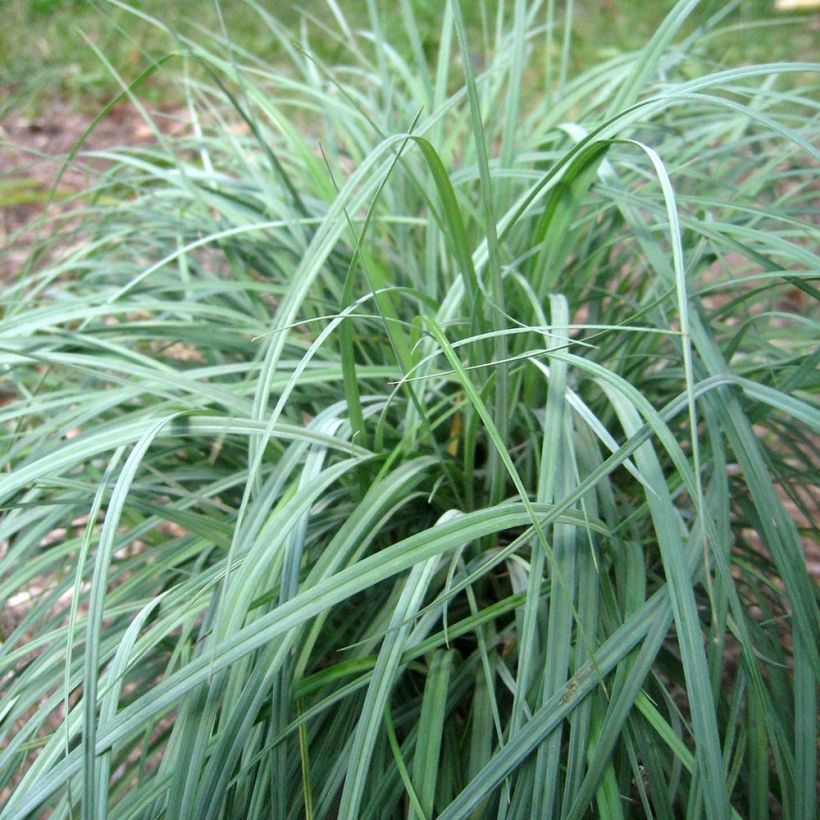 Carex flacca Blue Zinger (Plant habit)