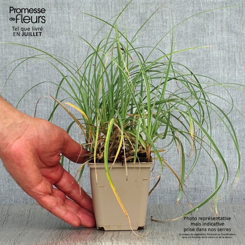 Carex flacca Blue Zinger 8/9 cm pot sample as delivered in summer