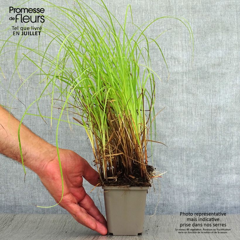 Carex flacca 8/9 cm pot sample as delivered in summer
